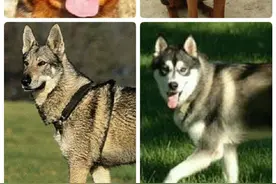 它们是野狼后代:中华田园狼犬，性能不输德牧图片