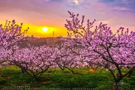 福泉：牛场举办首届“翰林之乡 生态堵浒”文化节暨第六届桃花节图片