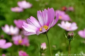 踏春 | 莆田三月最美花期地图，带上心爱的人去花海！图片