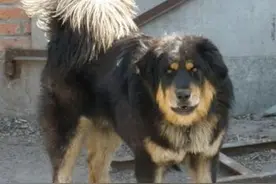 重达百公斤，藏獒和蒙古獒杂交后代：世界肉质最佳青龙犬太霸气图片
