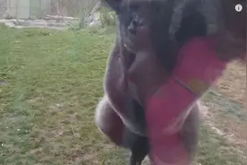 这个小女生在黑猩猩面前捶胸口，猩猩发怒后发生的事犹如噩梦图片