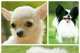 世界三大小型犬，吉娃娃，蝴蝶，博美你喜欢谁？图片