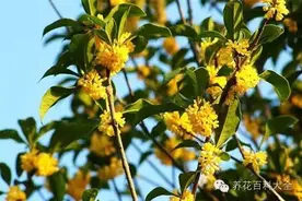 家庭养花 桂花的养护管理方法图片