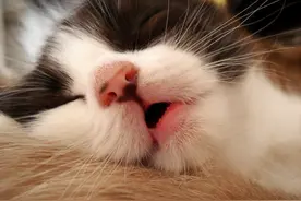 猫咪流口水看似小问题，但是背后的原因主人可不能轻视！图片