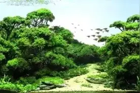 神秘的水景世界！图片