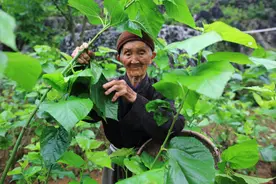 广西百岁老人最多之地——凤山，究竟隐藏着什么长寿奥秘？图片