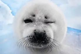 遇到一只小海豹~萌死了~一看就知道不是什么正经海豹~图片