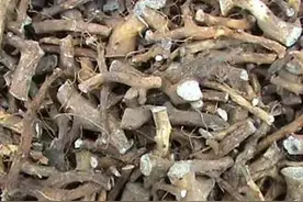 跟我识中药 | 穿山龙袪风湿，活血通络图片