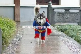 让我们笑翻的那些搞笑可爱的小动物们图片