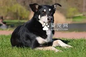 狗吃什么会死 狗狗不能吃的12类食物图片
