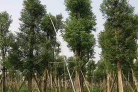 香樟木好吗 香樟木价格图片