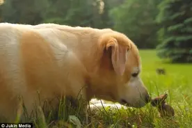 最萌体型差!加温柔萌犬与小兔草地嬉戏暖化人心图片