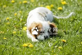 狗会撑死吗 胃扭转的症状和治疗方法图片