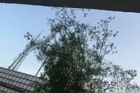 吹水|北大生涉嫌弑母用塑料布层层包裹尸体|小伙陪女友赏花发生争执被丢高速上图片