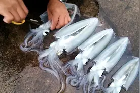 如何快速的清洗鱿鱼，3分钟处理好5个，好快的手法视频封面