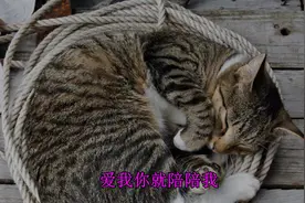 好听的儿歌，林妙可《爱我你就抱抱我》，已收藏视频封面