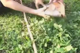 13 妹子用竹竿自制鱼竿，钓上来这么大的鱼！太厉害了！视频封面