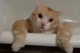 笑死了，猫咪太胖，掉进浴缸里爬不上来了，眼神萌化了视频封面