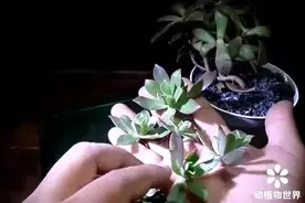 石莲属多肉植物的栽培方法与技巧最简单易学的培育方法视频封面
