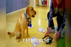 狗狗找到了死去的主人的照片，高兴得停不下来视频封面