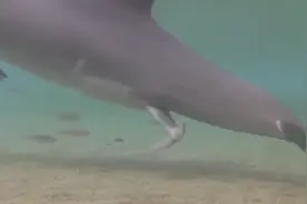 海豚妈妈生下小海豚的全过程让人动容，摄影师的辛苦换来完美画面视频封面