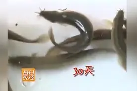 终于知道了泥鳅喜欢吃什么东西了，这个泥塘里两万斤的泥鳅要挤死视频封面