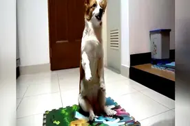柯基幼犬训练的技巧，5个月大柯基宝宝好乖好可爱哦视频封面