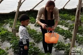 库尔勒：草莓采摘成了踏青首选图片