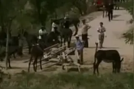 佳米驴种驴的选择很重要，公驴和母驴的标准竟然是看这里视频封面