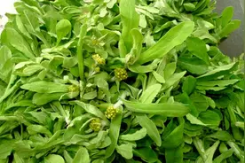 春天来了，山珍海味也比不上贵州这些山村野菜~图片