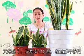 虎皮兰不长？这样养分分钟爆盆，花盆都不够用！视频封面