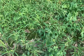 庭院杂草丛生，只需用这2种混合物喷一喷，神奇的事情就发生了视频封面