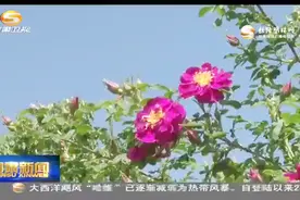 永登：苦水镇里玫瑰香视频封面