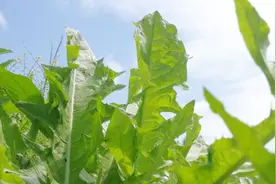 蒲公英竟然这么厉害，谨记“一不喝”“二妙用”“三搭配”！视频封面