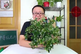 金鱼吊兰长成这样必须换盆，迟了就坏事儿了视频封面
