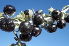 黑枸杞和红枸杞的区别，哪个更滋补现在告诉你视频封面