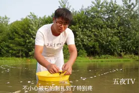 黄颡鱼扎人疼痛难忍？试试农村小伙这个土办法，撒上立刻疼痛消失
