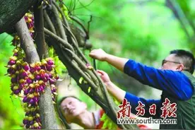 清远春游经济迎来发展新契机“门票经济”要破除图片