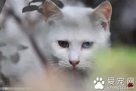 猫咪生病了怎么办 生病时要给猫提供营养图片
