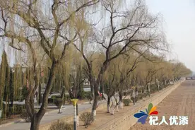 微风来袭 柳树发芽春意浓 新泰的春天来了图片