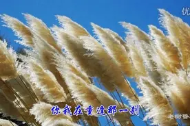 孙露 一曲《人生何处不相逢》听醉了，太好听了！视频封面