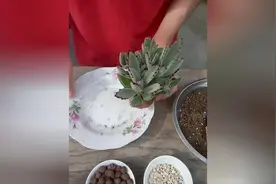 多肉兔耳盆栽园艺种植教程视频封面