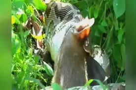 实拍：超级巨蟒吞噬大羚羊全过程，相当震撼！视频封面