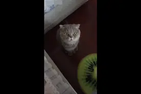 猫咪：主人你这么骗我你的良心会不会痛，我都怀疑猫生了视频封面