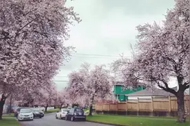樱花，三月，温哥华。。。美哭了~~图片