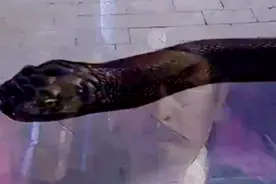 雄黄是蛇的天然克星，千年大蛇精遇到雄黄粉也要马上现原形视频封面
