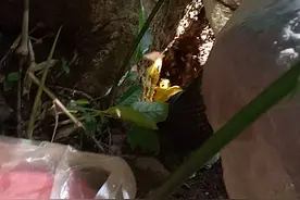 野生蜂蜜，百年老树洞，来自越南边界原始森林视频封面