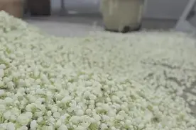 福州茉莉花茶从古延传至今，为什么仍是福州人心中的中国茶味？视频封面