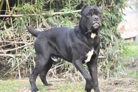 世界十大闻名的护卫犬视频封面