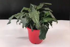 花盆里滋生小虫子怎么办？爷爷有一招必杀技，喷一喷，虫子不再有
